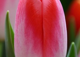 Tulipa Fashion House (3)